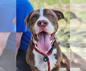 American Pit Bull Terrier Dogs for adoption in Ocala, FL, USA