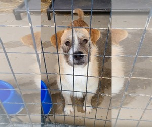 Siberian Husky-Unknown Mix Dogs for adoption in Woodsfield, OH, USA