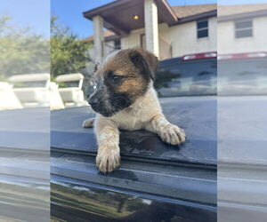 Mutt Dogs for adoption in Brewster, NY, USA