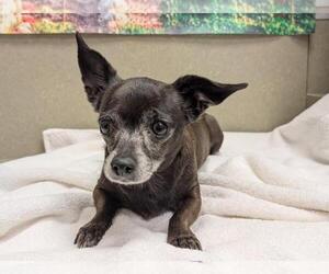 Chihuahua-Unknown Mix Dogs for adoption in Moreno Valley, CA, USA