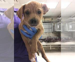 Labrador Retriever Dogs for adoption in Conroe, TX, USA