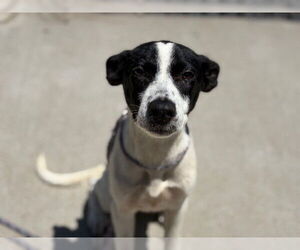 American Pit Bull Terrier-Unknown Mix Dogs for adoption in Tulsa, OK, USA