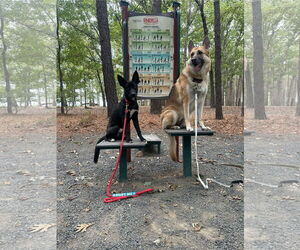 German Shepherd Dog-Unknown Mix Dogs for adoption in La Grange , NC, USA