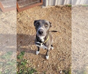 American Pit Bull Terrier-Unknown Mix Dogs for adoption in San Angelo, TX, USA