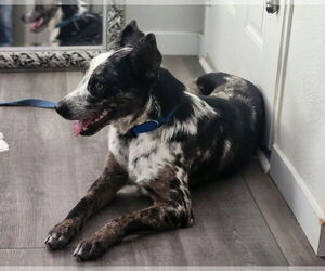 Catahoula Leopard Dog-Unknown Mix Dogs for adoption in Paso Robles, CA, USA