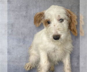 Bernese Mountain Dog-Unknown Mix Dogs for adoption in Valrico, FL, USA