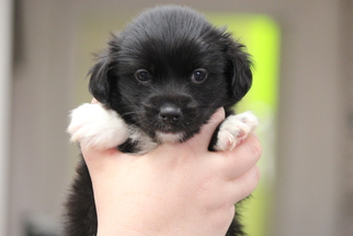 Schweenie Dogs for adoption in Phoenix , AZ, USA