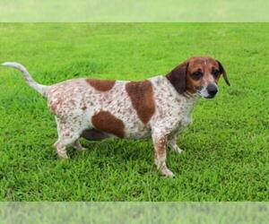 Dachshund-Red Heeler Mix Dogs for adoption in Longview, TX, USA