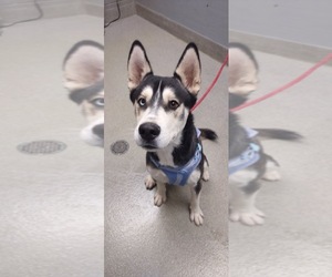 Siberian Husky-Unknown Mix Dogs for adoption in Las Vegas, NV, USA
