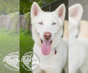 Siberian Husky Dogs for adoption in Newport, KY, USA