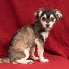 Chiranian Dogs for adoption in Davis, CA, USA