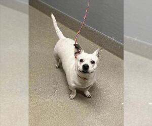 Chihuahua-Unknown Mix Dogs for adoption in Las Vegas, NV, USA