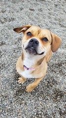 Puggle Dogs for adoption in Hornell, NY, USA