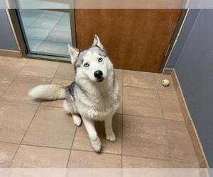 Siberian Husky Dogs for adoption in Lee's Summit, MO, USA