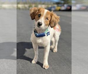 Chion Dogs for adoption in Rancho Santa Margarita, CA, USA