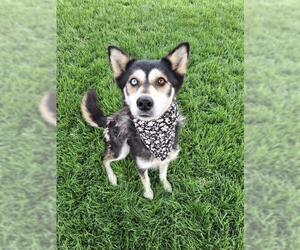 Siberian Husky Dogs for adoption in Bakersfield, CA, USA