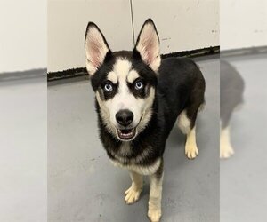 Siberian Husky Dogs for adoption in Peoria, IL, USA