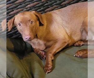 Mutt Dogs for adoption in Carrollton, TX, USA