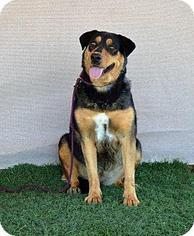 Labrador Retriever-Unknown Mix Dogs for adoption in La Quinta, CA, USA