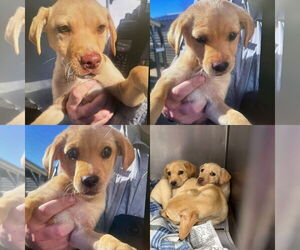 Mutt Dogs for adoption in Jackson Township, NJ, USA