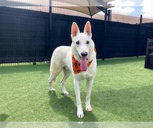 German Shepherd Dog-Unknown Mix Dogs for adoption in Orange, CA, USA