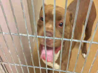 Bullypit Dogs for adoption in Martinez, CA, USA