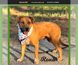 Labrador Retriever-Unknown Mix Dogs for adoption in Benton, PA, USA