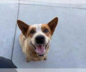 Mutt Dogs for adoption in Tulsa, OK, USA