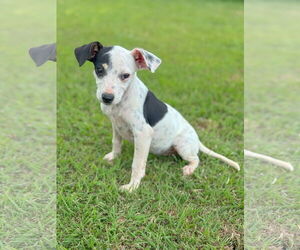 Toy Rat Doxie Dogs for adoption in PIPE CREEK, TX, USA