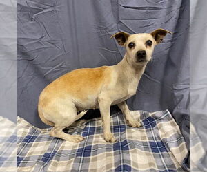 Chihuahua Dogs for adoption in Modesto, CA, USA