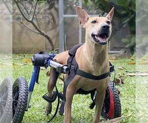 Canaan Dog-Unknown Mix Dogs for adoption in NYC, NY, USA