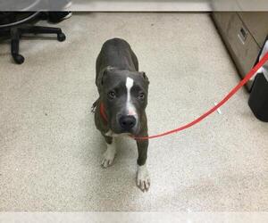 American Pit Bull Terrier Dogs for adoption in Riverside, CA, USA