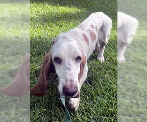 Basset Hound Dogs for adoption in Deepwater, NJ, USA