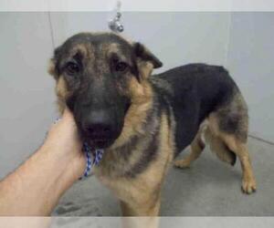 Medium Photo #1 German Shepherd Dog Puppy For Sale in Rosenberg, TX, USA