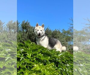 German Shepherd Dog-Siberian Husky Mix Dogs for adoption in Walnut Creek, CA, USA