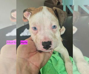 Boxer-Unknown Mix Dogs for adoption in Brewster, NY, USA