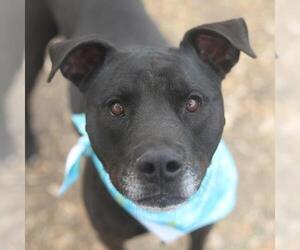 Labrador Retriever-Unknown Mix Dogs for adoption in San Antonio, TX, USA