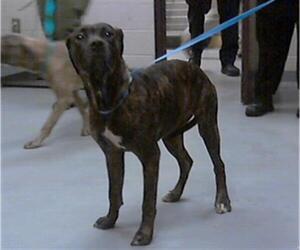 Mastiff-Unknown Mix Dogs for adoption in Fayetteville, NC, USA