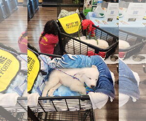 Great Pyrenees-Unknown Mix Dogs for adoption in Dallas, TX, USA