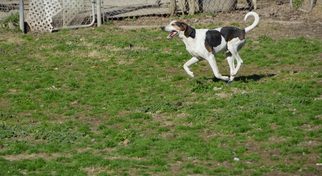 Treeing Walker Coonhound Dogs for adoption in Brighton, TN, USA