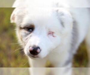 Australian Shepherd Dogs for adoption in Mankato, MN, USA