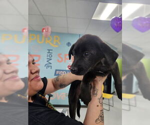 Labrador Retriever-Unknown Mix Dogs for adoption in Temple, TX, USA