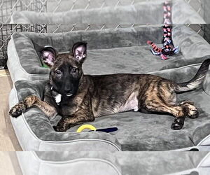 Mutt Dogs for adoption in Imlay City, MI, USA