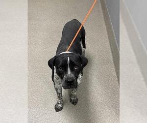 Mutt Dogs for adoption in Las Vegas, NV, USA
