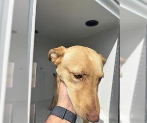 American Pit Bull Terrier Dogs for adoption in Houston, TX, USA