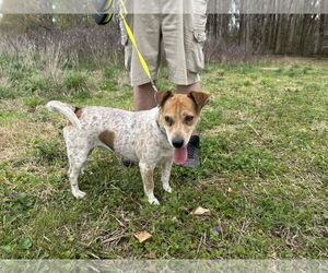 Beagle-Unknown Mix Dogs for adoption in Virginia Beach, VA, USA