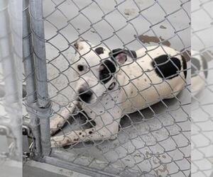 Mutt Dogs for adoption in Anchorage, AK, USA