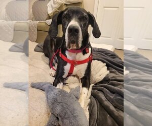 Great Dane-Unknown Mix Dogs for adoption in Wakefield, RI, USA