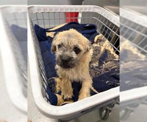 Border Terrier-Unknown Mix Dogs for adoption in San Martin, CA, USA