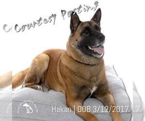 Akita-German Shepherd Dog Mix Dogs for adoption in Hermosa Beach, CA, USA